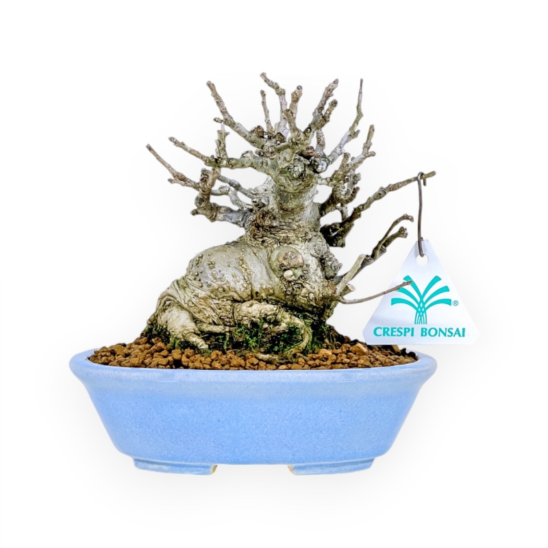 Ilex Serrata Subtilis - Agrifoglio - 16 cm