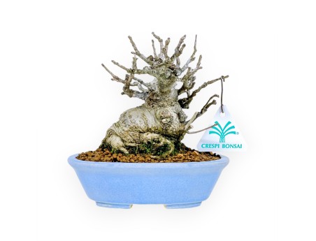 Ilex Serrata Subtilis - Houx - 16 cm