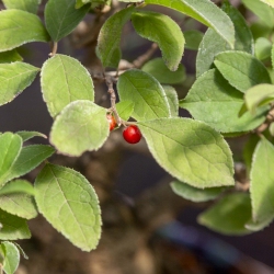 Ilex Serrata - Agrifoglio - 29 cm