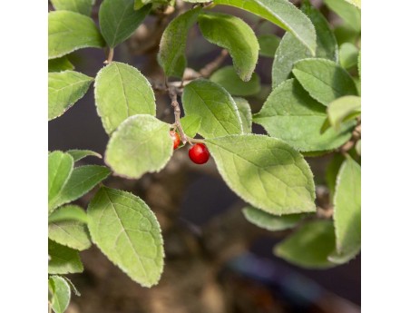 Ilex Serrata - Houx - 29 cm