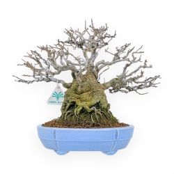 Ilex Serrata - Agrifoglio - 29 cm