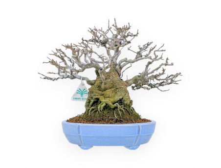 Ilex Serrata - Agrifoglio - 29 cm