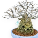 Ilex Serrata - Agrifoglio - 29 cm