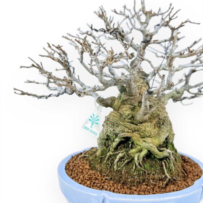 Ilex Serrata - Agrifoglio - 29 cm