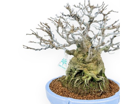 Ilex Serrata - Agrifoglio - 29 cm