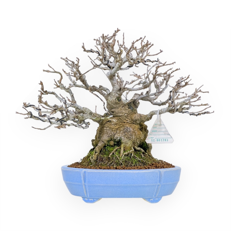 Ilex Serrata - Agrifoglio - 29 cm