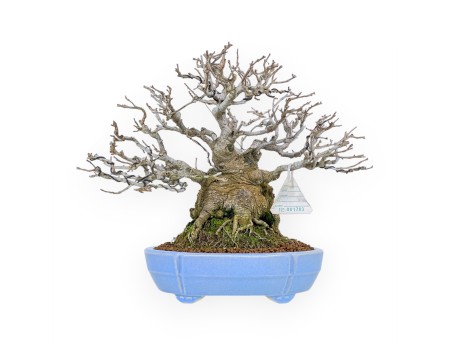 Ilex Serrata - Agrifoglio - 29 cm