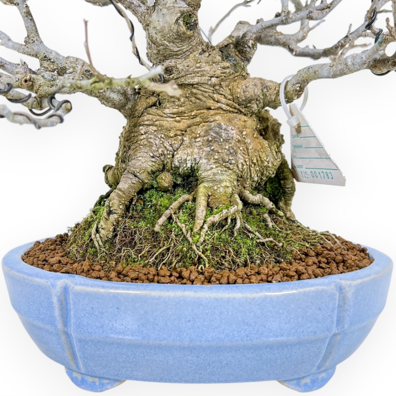 Ilex Serrata - Agrifoglio - 29 cm