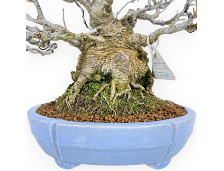 Ilex Serrata - Agrifoglio - 29 cm