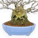 Ilex Serrata - Agrifoglio - 29 cm
