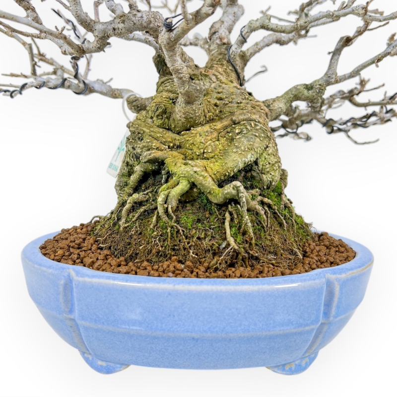 Ilex Serrata - Agrifoglio - 29 cm