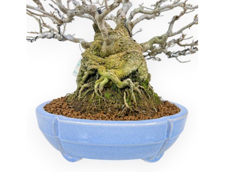 Ilex Serrata - Houx - 29 cm