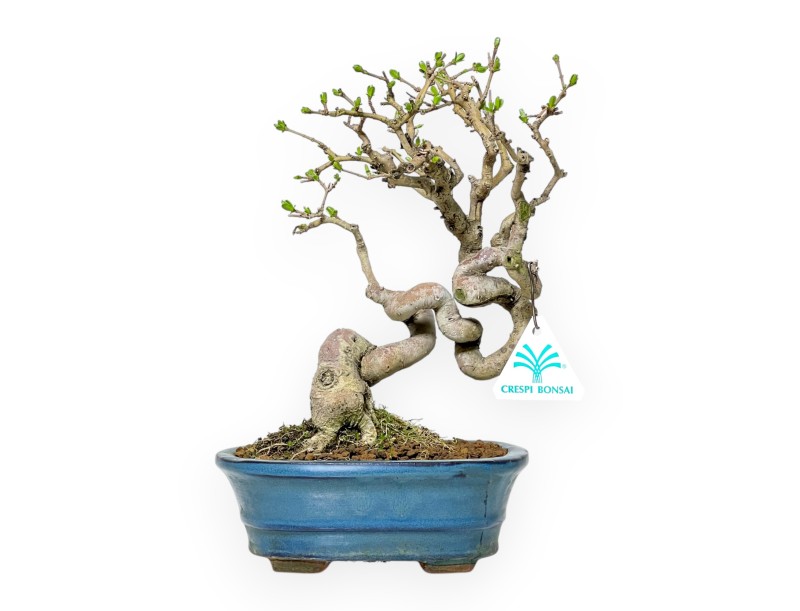 Ligustrum Obtusifolium - Troène - 28 cm