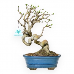 Ligustrum Obtusifolium - Troène - 28 cm