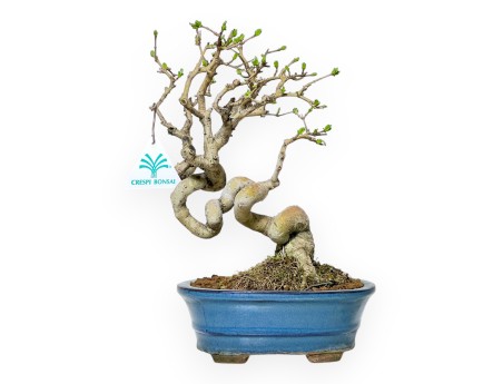 Ligustrum Obtusifolium - Privet - 28 cm
