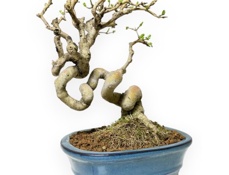 Ligustrum Obtusifolium - Privet - 28 cm