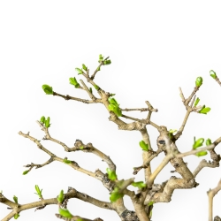 Ligustrum Obtusifolium - Troène - 28 cm