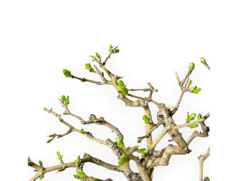 Ligustrum Obtusifolium - Ligustro - 28 cm