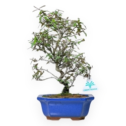 Trachelospermum Asiaticum - Asiatic Jasmine - 32 cm