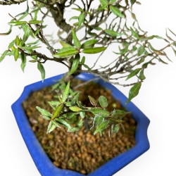 Trachelospermum Asiaticum - Asiatic Jasmine - 32 cm