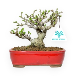 Ligustrum Obtusifolium - Ligustro - 16 cm