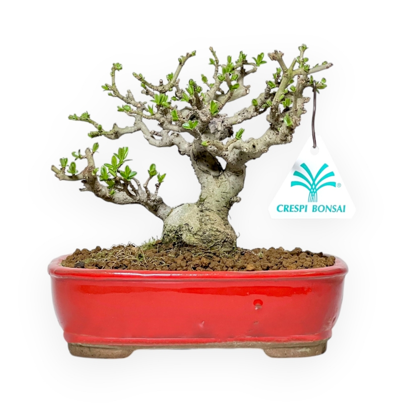 Ligustrum Obtusifolium - Ligustro - 16 cm