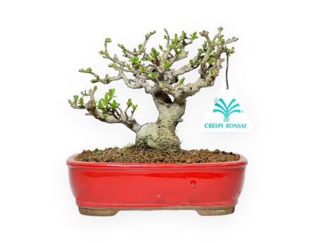 Ligustrum Obtusifolium - Privet - 16 cm