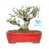 Ligustrum Obtusifolium - Ligustro - 16 cm