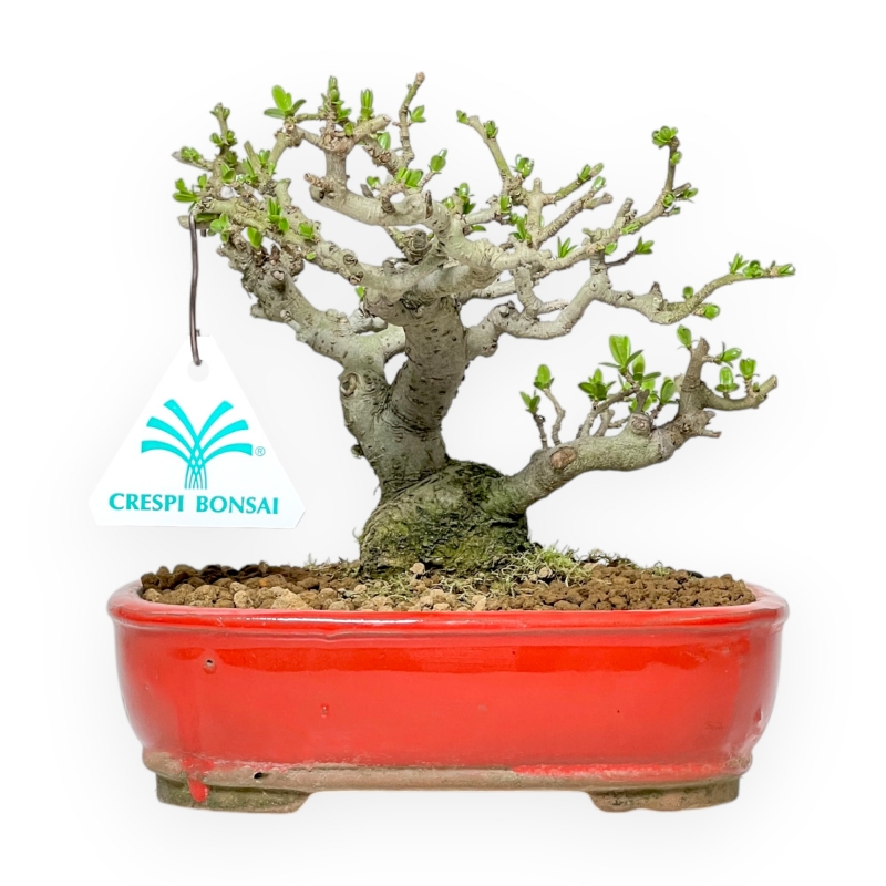 Ligustrum Obtusifolium - Ligustro - 16 cm