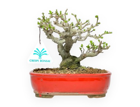 Ligustrum Obtusifolium - Troène - 16 cm