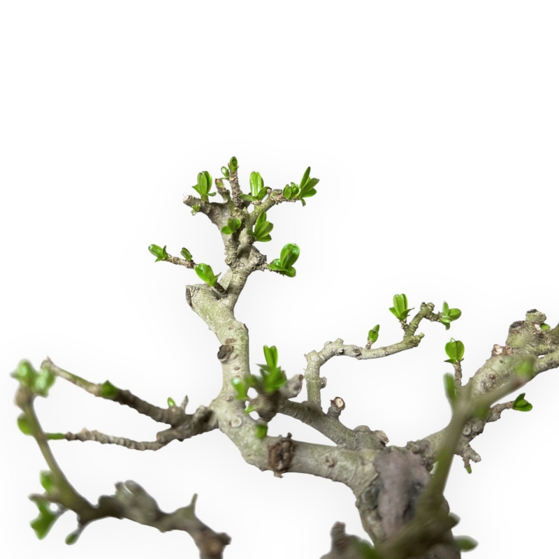 Ligustrum Obtusifolium - Ligustro - 16 cm