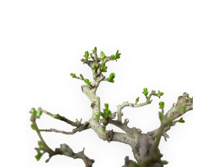 Ligustrum Obtusifolium - Troène - 16 cm