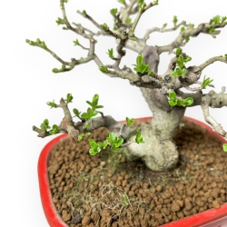 Ligustrum Obtusifolium - Ligustro - 16 cm