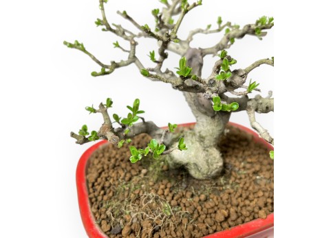 Ligustrum Obtusifolium - Troène - 16 cm