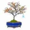 Chaenomeles Chojubai - Cotogno - 34 cm