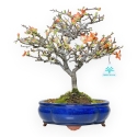 Chaenomeles Chojubai - Coing Asiatique - 34 cm