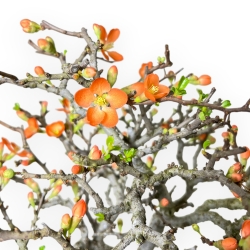Chaenomeles Chojubai - Cotogno - 34 cm