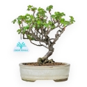 Ribes Rubrum - 22,5 cm