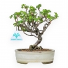 Ribes Rubrum - 22,5 cm