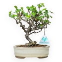 Ribes Rubrum - 22,5 cm