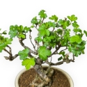 Ribes Rubrum - 22,5 cm