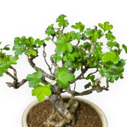 Ribes Rubrum - 22,5 cm
