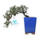 Cotoneaster Horizontalis - Cotognastro - 18 cm