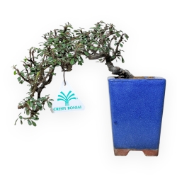 Cotoneaster Horizontalis - 18 cm