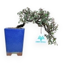 Cotoneaster Horizontalis - 18 cm