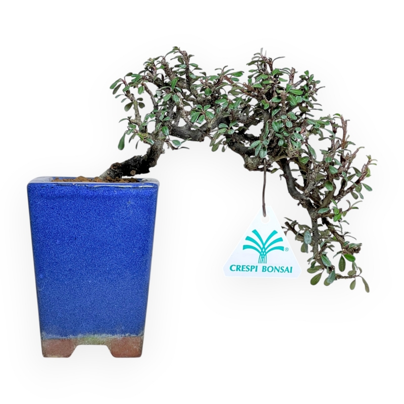 Cotoneaster Horizontalis - 18 cm
