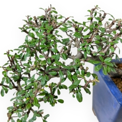 Cotoneaster Horizontalis - 18 cm