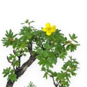 Potentilla Fruticosa - 23 cm
