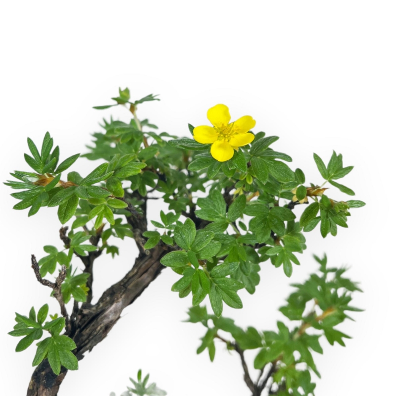 Potentilla Fruticosa - 23 cm