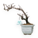 Potentilla Fruticosa - 23 cm